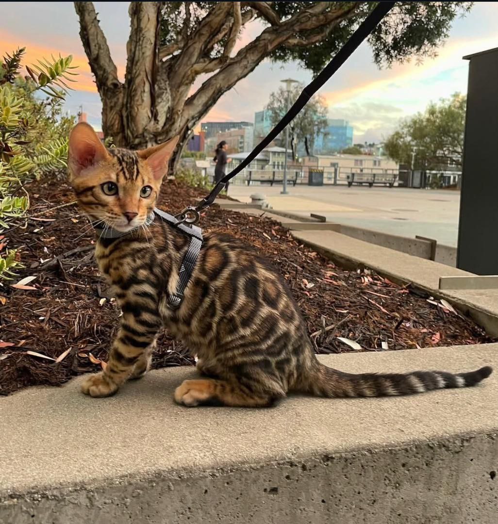 Mocha the Persian kitten