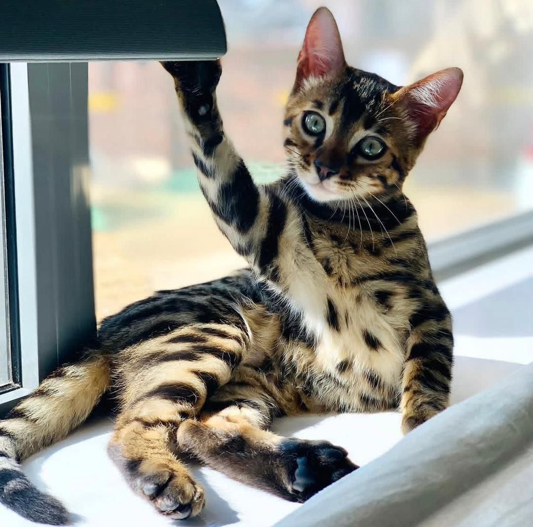 Casper the Persian kitten