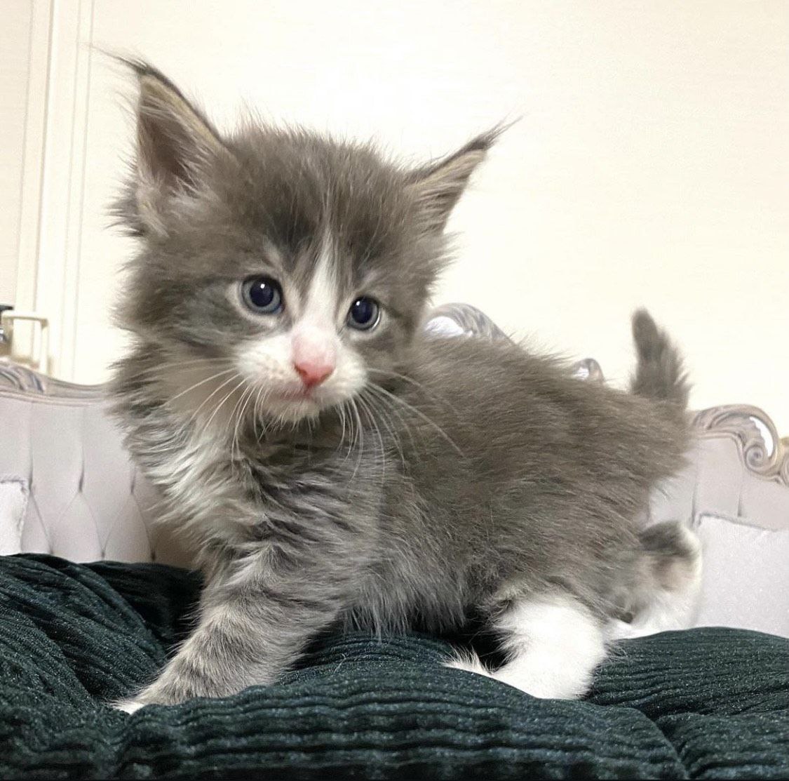 Waffles the Maine Coon kitten