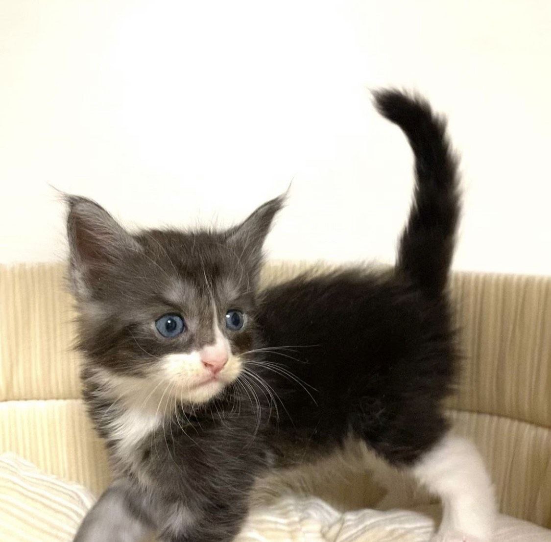 Lulu the Maine Coon kitten