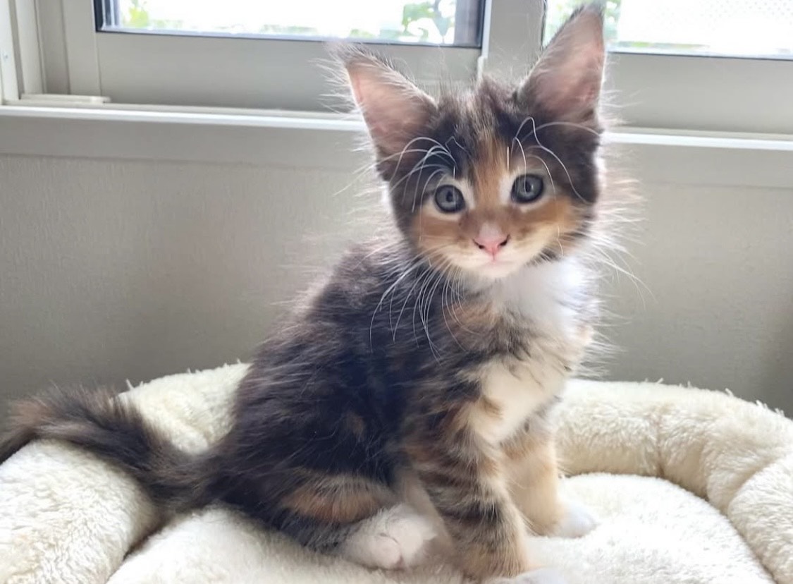 Persian the Maine Coon kitten