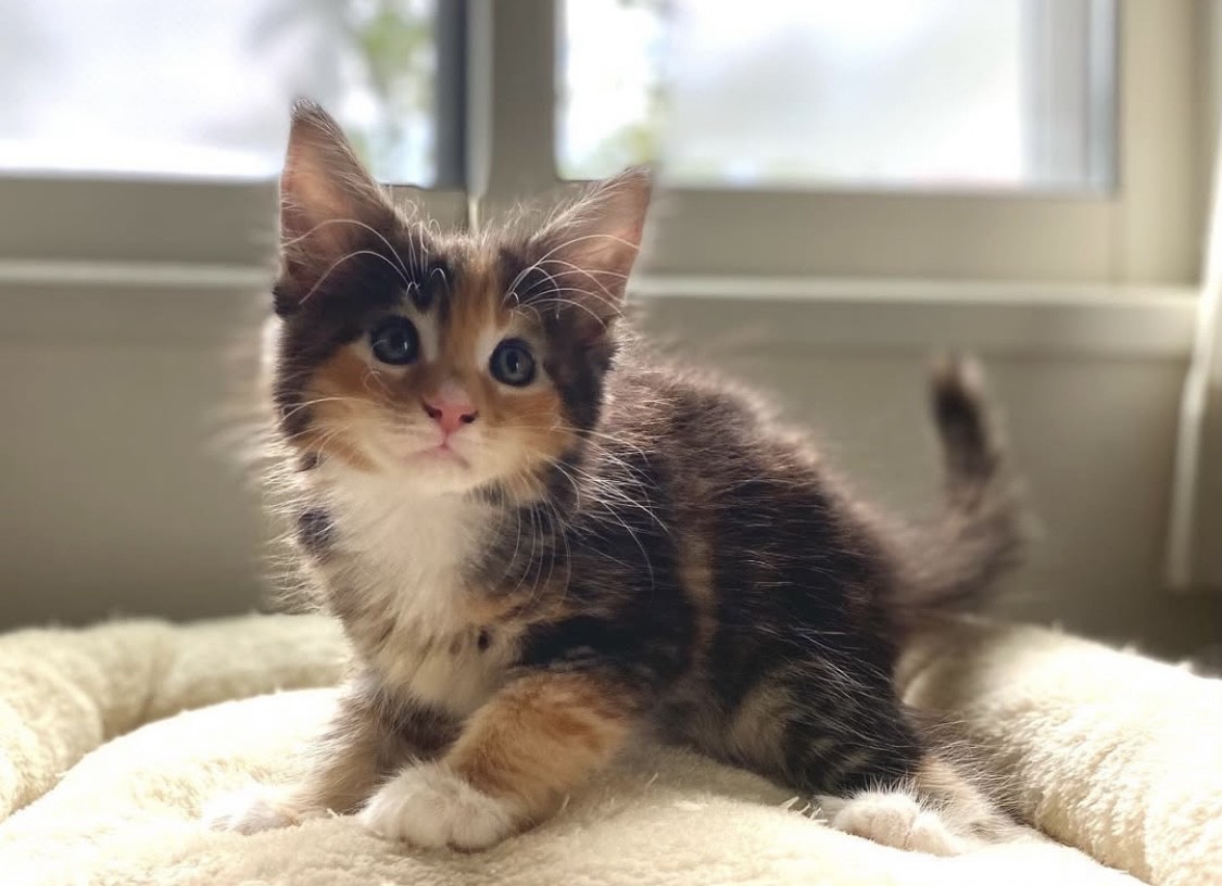 Hazel the Maine Coon kitten