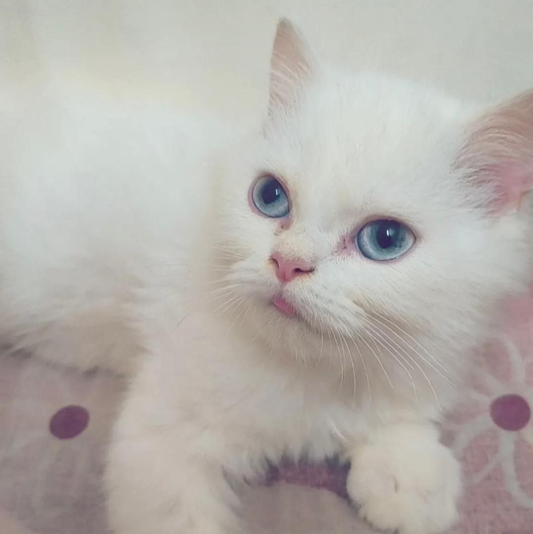 Sophie the Siamese kitten