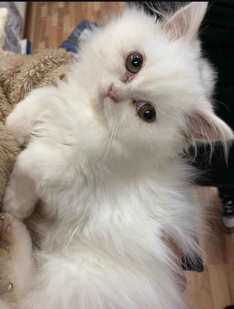 Chloe the Persian kitten