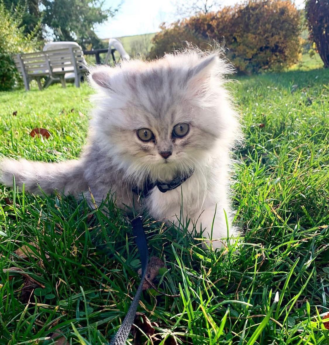 Benny the Persian kitten